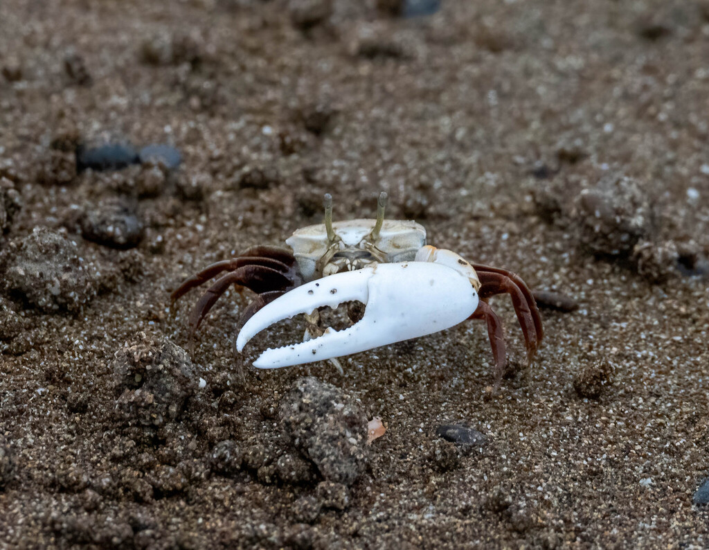 White-handed Fiddler Crab