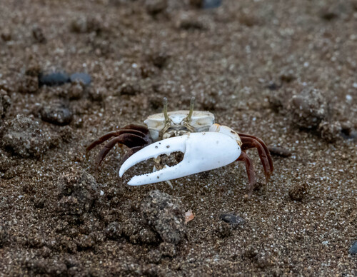 White-handed Fiddler Crab