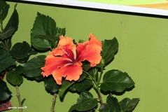 Hibiscus