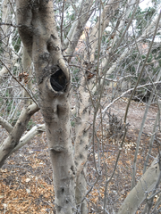 Forestiera pubescens pubescens