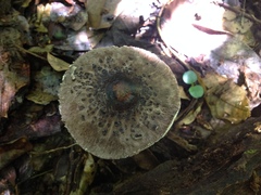 Macrolepiota eucharis
