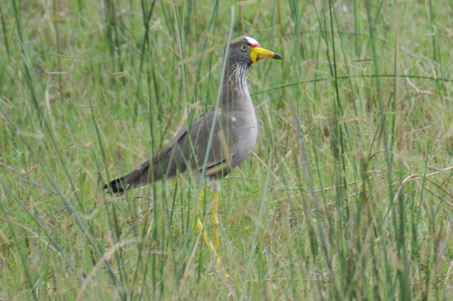 iNaturalist: (c) hippopote, some rights reserved (CC BY-NC) iNaturalist image