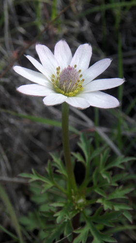 Tuber anemone (Anemone tuberosa)