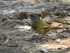 Arremonops chloronotus