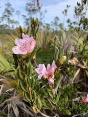 Rhododendron chapmanii