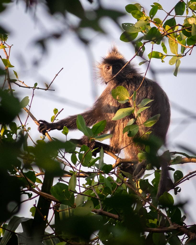 Silvered Leaf Monkey in March 2026 by Indra Kusuma · iNaturalist
