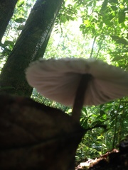 Macrolepiota eucharis