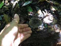 Macrolepiota eucharis