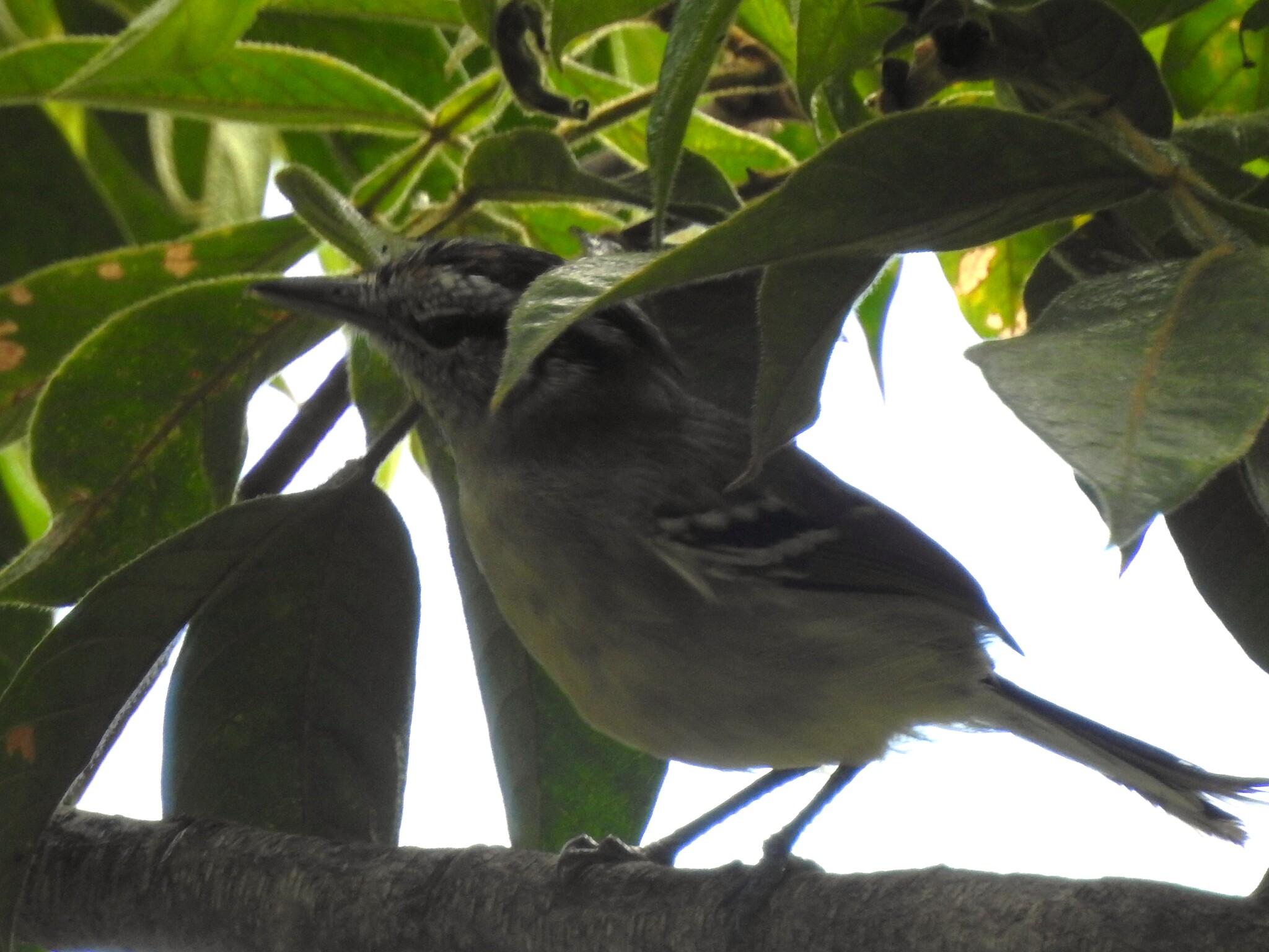 Rufous-margined Antwren (Herpsilochmus rufimarginatus), photo 7