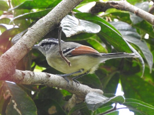 Rufous-margined Antwren (Herpsilochmus rufimarginatus), photo 8
