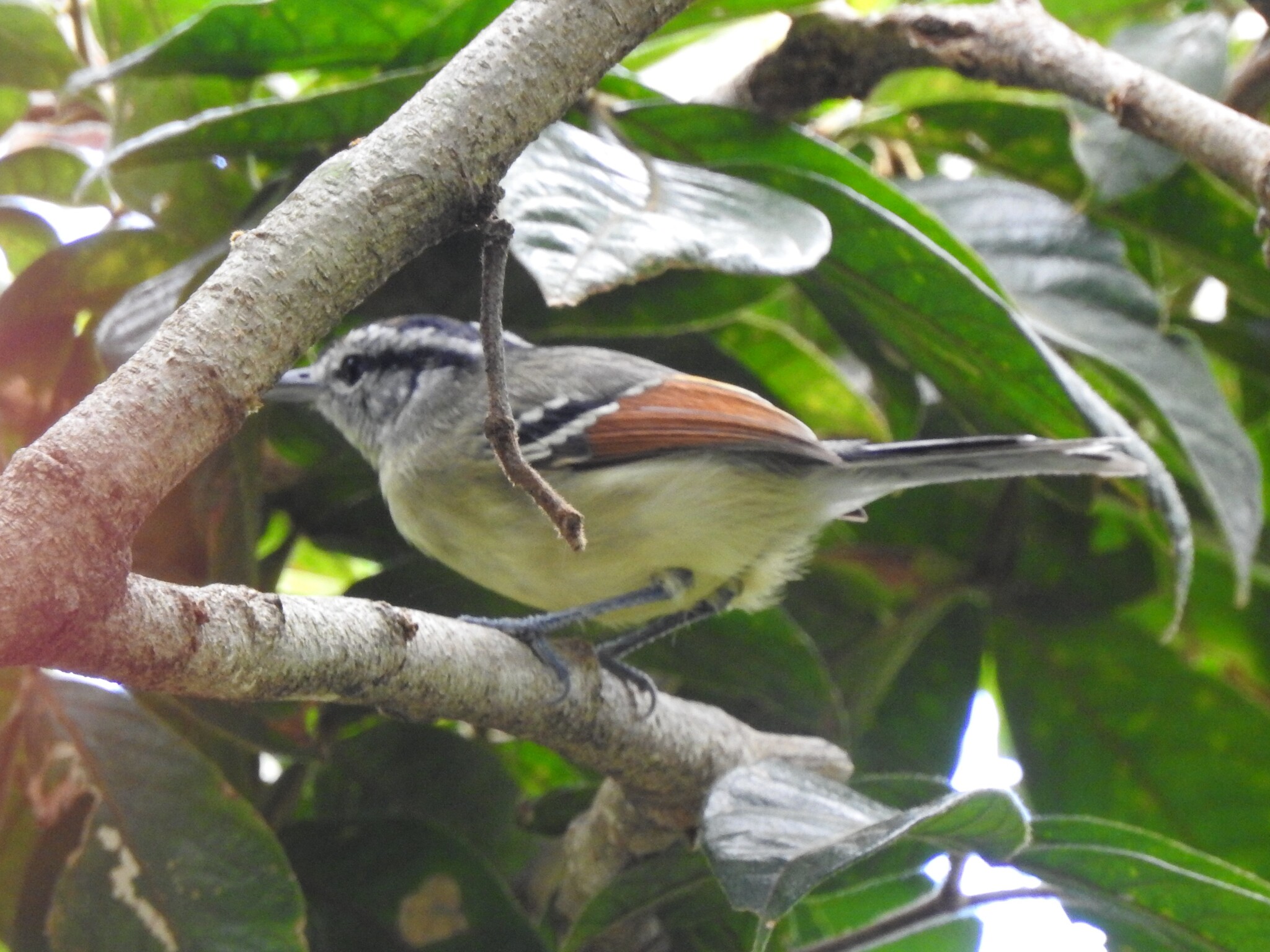 Rufous-margined Antwren (Herpsilochmus rufimarginatus), photo 6