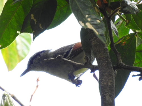 Rufous-margined Antwren (Herpsilochmus rufimarginatus), photo 10