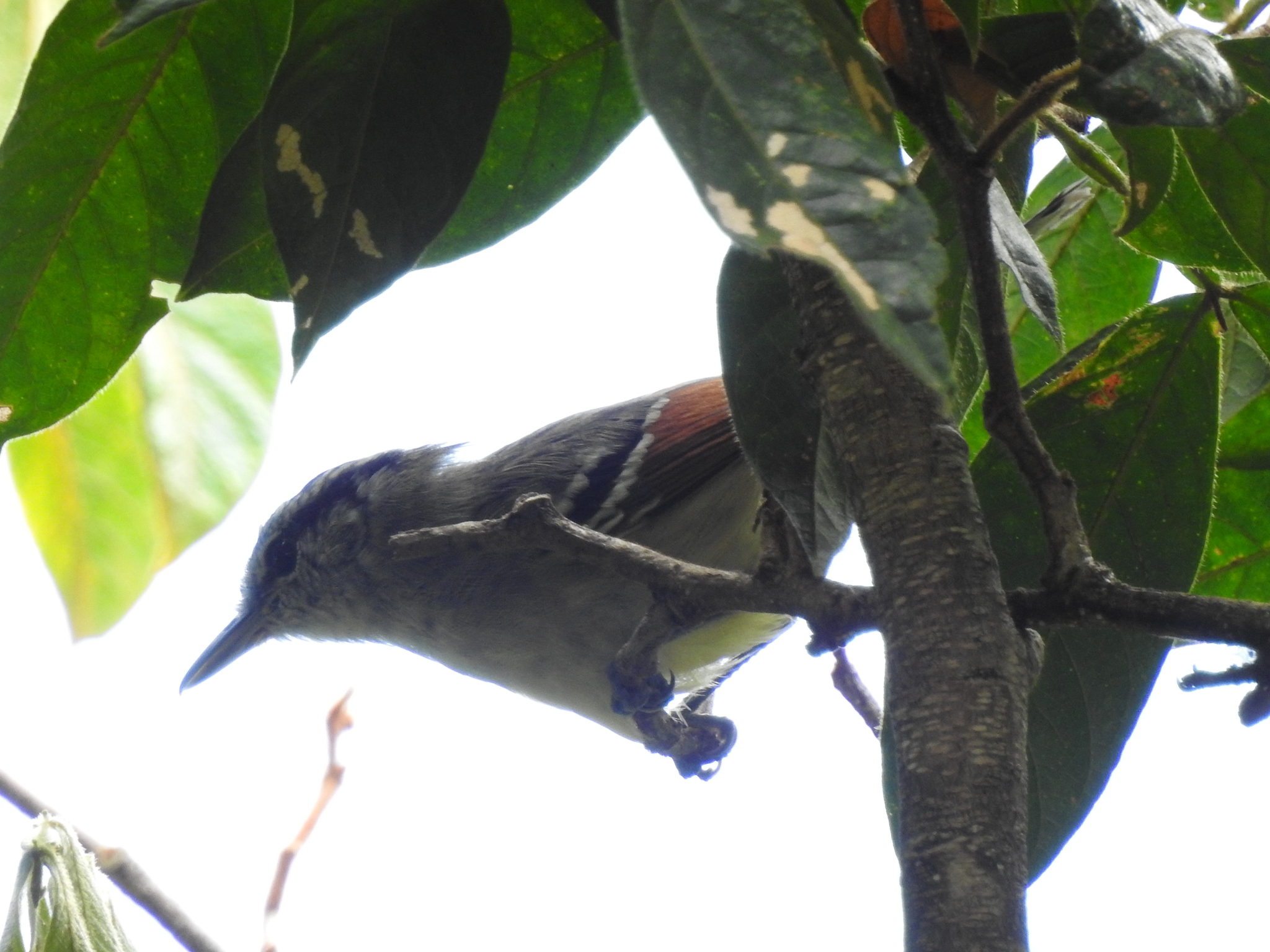 Rufous-margined Antwren (Herpsilochmus rufimarginatus), photo 8
