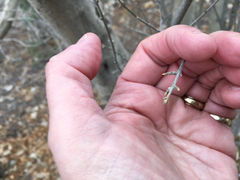 Forestiera pubescens pubescens