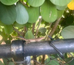 Anolis sagrei