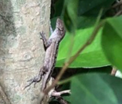 Anolis sagrei