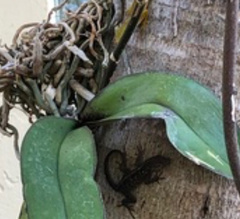 Anolis sagrei