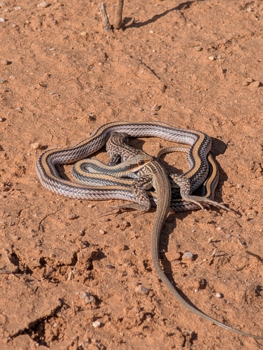 Big Bend Patchnose Snake, Salvadora deserticola