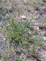 Astragalus laxmannii robustior