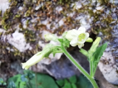 Nicotiana nudicaulis