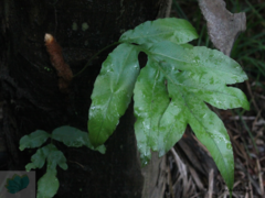 Phlebodium decumanum