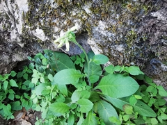 Nicotiana nudicaulis