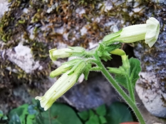 Nicotiana nudicaulis