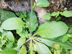 Nicotiana nudicaulis