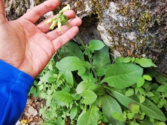 Nicotiana nudicaulis