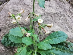 Nicotiana nudicaulis