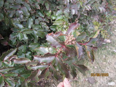Berberis aquifolium