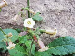 Nicotiana nudicaulis