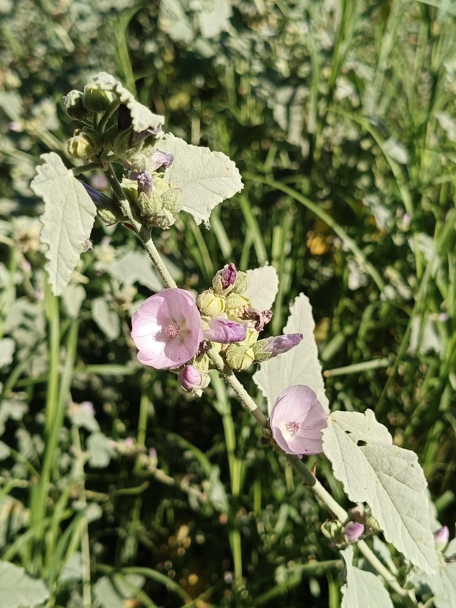 Sphaeralcea axillaris