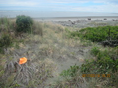 Anoteropsis litoralis