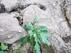 Nicotiana nudicaulis