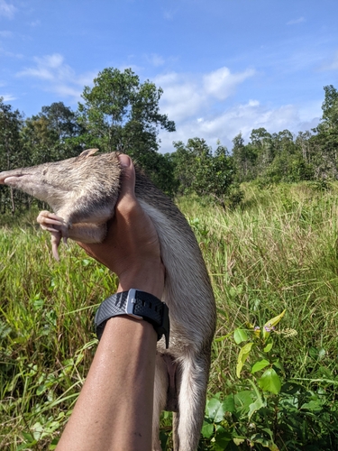Isoodon macrourus