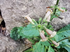 Nicotiana nudicaulis