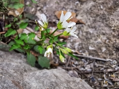 Cardamine auriculata