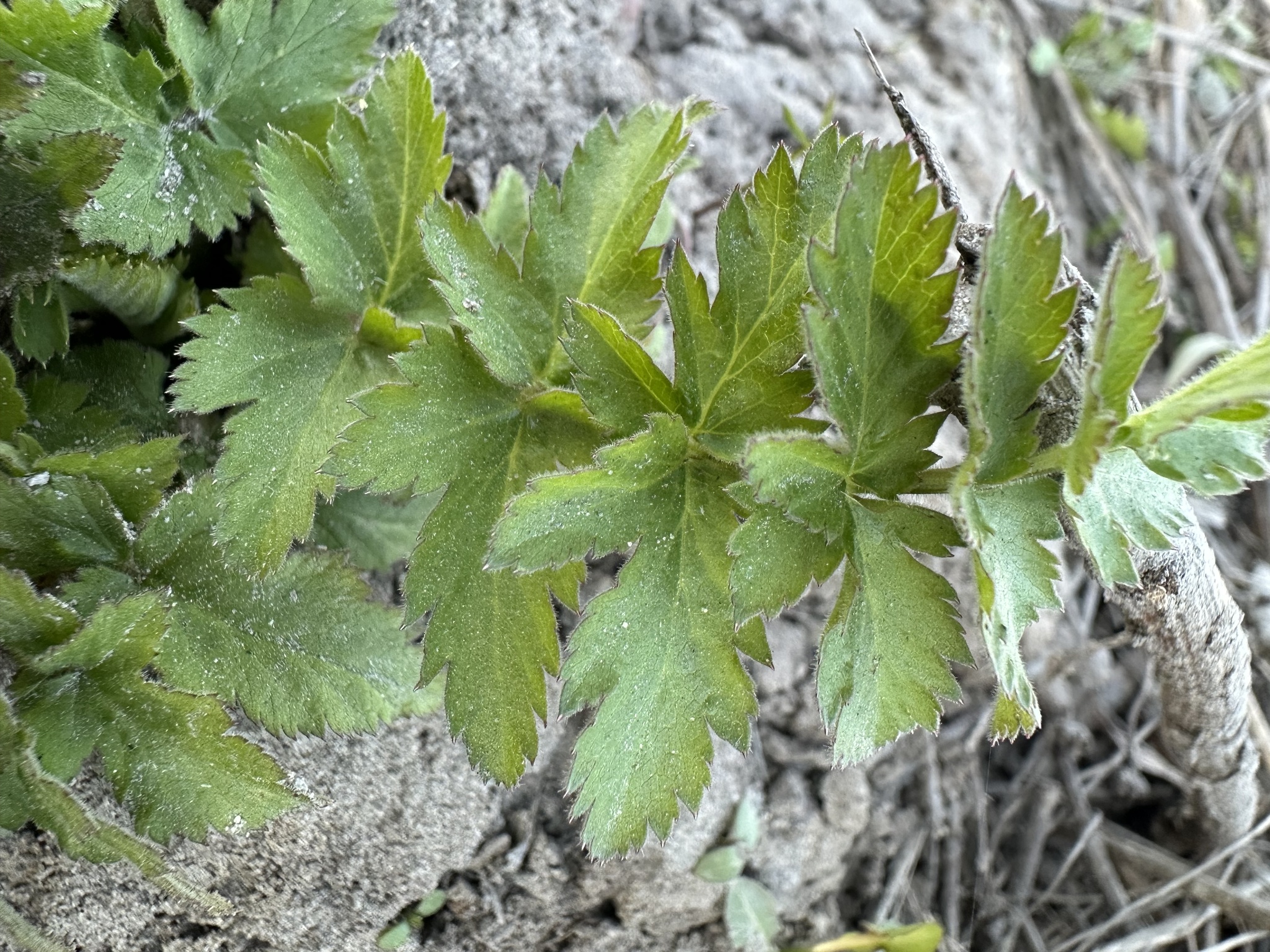 Wild Parsnip (Pastinaca sativa)