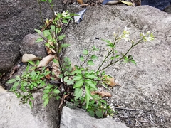 Cardamine auriculata