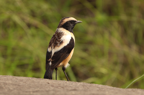 Buff-streaked Chat