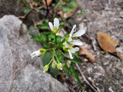 Cardamine auriculata
