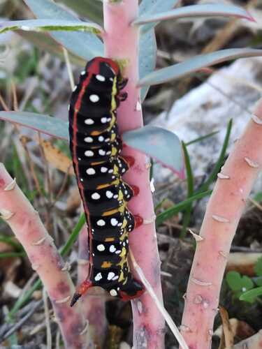Leafy Spurge Hawkmoth