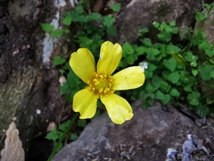Ranunculus sierrae-orientalis
