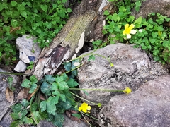 Ranunculus sierrae-orientalis