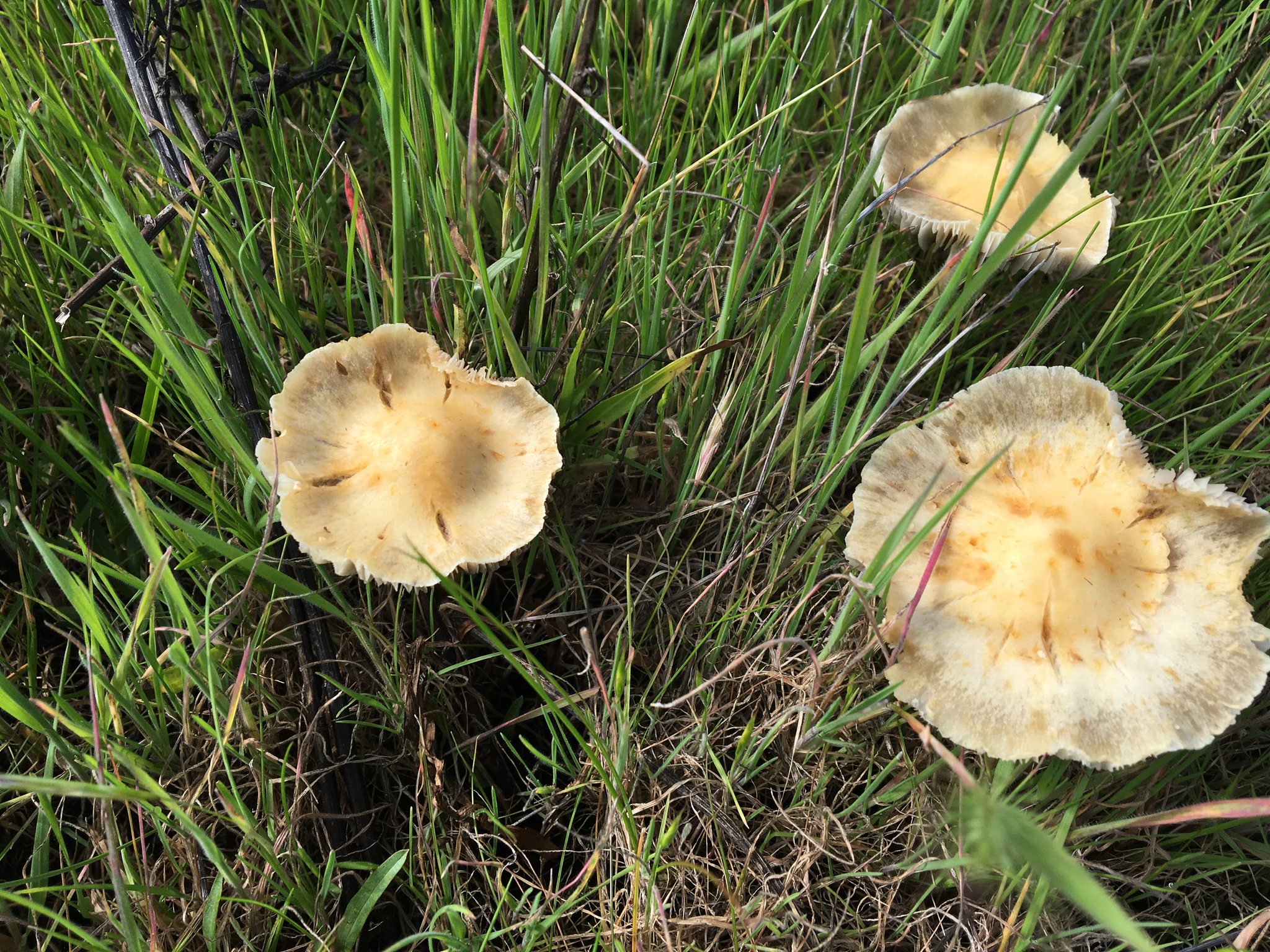 Leratiomyces percevalii image