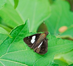 Notocrypta feisthamelii