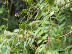 Passovia pedunculata