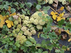 Glehnia littoralis leiocarpa