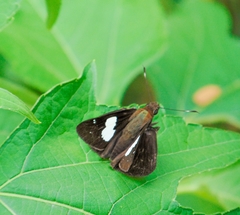 Notocrypta feisthamelii